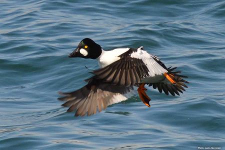 Nova Scotia Golden Eye